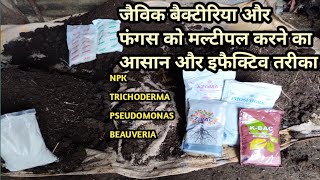 How to multiply npk bacteria pseudomonas beauveria in organic carbon lahsun ke liye best basle dose [upl. by Redmer]