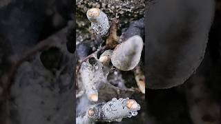 Xylariaceae a family of Fungi photography shorts macro viral nature mushroom fungi beauty [upl. by Perrins]