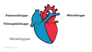 Herzklappenfehler Die verschiedenen Formen  NetDoktorde [upl. by Kirred]