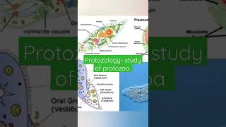 protozoology study of protozoa [upl. by Yrogerg]