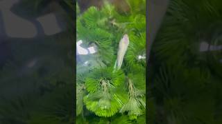 Bettas Fish amp Cabomba Plants [upl. by Asila296]