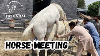 Stallion Horse meeting Mare  Marwari Breed TM Farm Lahore [upl. by Ihsar]