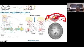 Ovogénesis y Foliculogénesis en rumiantes Reserva ovárica colección de ovocitos y producción [upl. by Kendall]