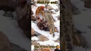 Leopard 🐆 Vs Dogo 🐕 Eating in meat animals snowleopard wildlife lion cat [upl. by Oinotnas]