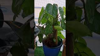 എന്റെ കുറച്ച് ചെടികള്‍ കണ്ടാലോ My Indoor Plants Collection plants plantcollections malayalam [upl. by Teerell798]