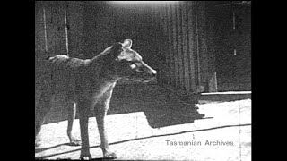 Beaumaris Zoo thylacine c1936 [upl. by Amadas]