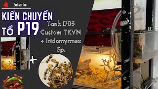 Kiến Chuyển Tổ P19 Tank D03 TKVN Custom amp Iridomyrmex sp  Tạp Hóa Hiển Kiến [upl. by Allen]