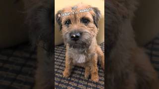 【オランダ犬物語S】Oliver looking like crying😅泣きそうな顔のオリバーさん😅 borderterrier dog 犬 shorts [upl. by Nethsa948]