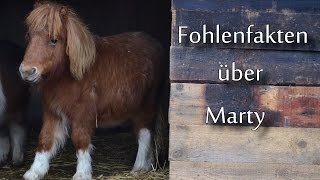 Fohlenfakten über Marty  MissysVlogs [upl. by Srini32]