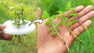 How To Grow Jade Plant From Cutting In Water [upl. by Neelyhtak]