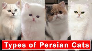 Top 5 Stunning types of Persian Cats  Persian cats breeds 2024 [upl. by Gemmell]