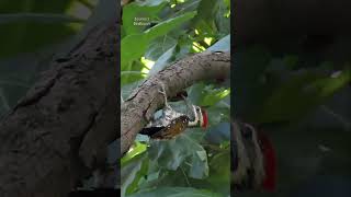 Lesser Flameback woodpecker  birds shorts [upl. by Patnode]