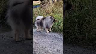 music keeshond doglover petlovers [upl. by Amitaf]