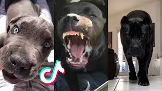 Cane Corsos are Badass and Cute  Tiktok Compilation [upl. by Florinda]