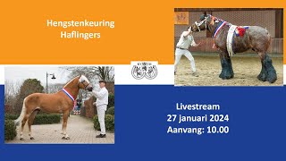 Hengstenkeuring Haflingers 2024 [upl. by Aeki]