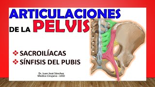 🥇 Articulaciones de la PELVIS  SACROILÍACAS  SÍNFISIS DEL PUBIS [upl. by Leupold924]