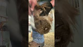 Why trim Ergots farrier horse drafthorses hoof hooftrimming satisfying farriery pony [upl. by Mignon]