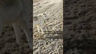 Are Wolves Repelled by Ultrasonic Animal Repellents shorts shortvideo shortsvideo shortsfeed [upl. by Mckay]