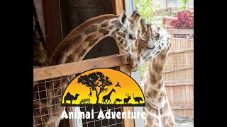 Oliver amp Johari Giraffe Cam  Animal Adventure Park [upl. by Jaban]