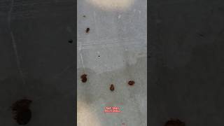 Bed Bugs problem contact us pestcontrol pesticides insects trending [upl. by Eenaj847]