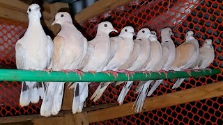 A Night In The Life of Young Australian Dove Birds  World Cute Doves Breeds  Birds And Nature [upl. by Anela421]