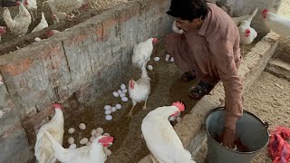 Hen Farming  Hen Farming Business  Hen Farm  Bahoo Farm  Part 4 [upl. by Deck]