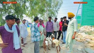 Betal Goat Mandi at Mahuana Village Near Lambi  Every Tuesday  goatfarming goats goatfarm [upl. by Kerekes]