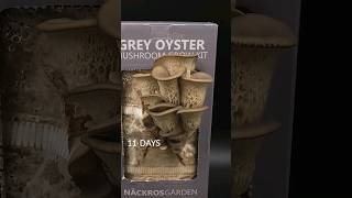 Grey Oyster Mushroom Timelapse [upl. by Hurwit726]