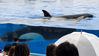 【神戸須磨シーワールド】ステラとランが鳴いている。オルカスタディアム 2024623 1820（4K HDR 60fps）KOBE SUMA SEA WORLD ORCA STADIUM [upl. by Middle438]