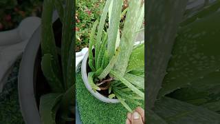 Aloevera plants Growing tips garden indoorplants shortsaloevera [upl. by Binnings]