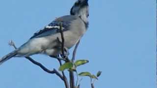 Blue Jay Calling [upl. by Mcmaster886]