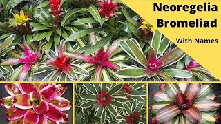 Beautiful Bromeliad Neoregelia with names  Belle bromelia Neoregelia [upl. by Richara846]