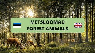 Metsloomad eesti ja inglise keeles  Forest animals in Estonian and English [upl. by Manlove]