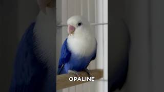 OPALINE LOVE ❤️ opaline birds lovebirds video fyp foryou viralvideo viralreels trending [upl. by Dareen]