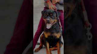 Husky vs German Shepherd RottweilerTibetan mastiff bite force comparison shorts ytshorts viral [upl. by Thomson]