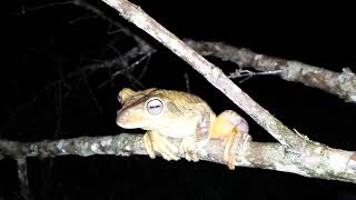 Sapo Ferreiro ou Sapo martelo gravado ao vivo na Mata Atlântica [upl. by Bonner]