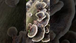 Грибтрутовик траметес різнобарвний Trametes versicolor у вроцлавському лісі гриби nature [upl. by Selfridge]