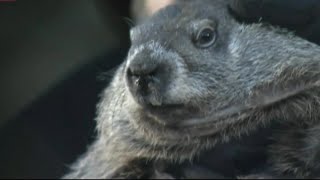 BY THE NUMBERS Why Punxsutawney Phil is not that accurate [upl. by Ycniuqal]