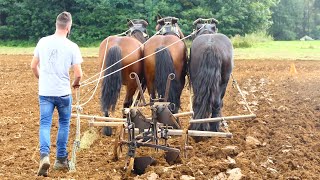 Highlevel championship of horse plowing [upl. by Tshombe]