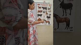 Learn domestic animals name [upl. by Yrakaz]