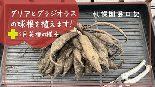 ダリアとグラジオラスを植えるamp5月の花壇／札幌園芸日記 [upl. by Alfredo]