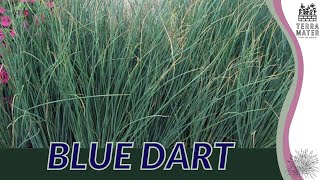 BLUE DART Juncus Inflexus Elegant Ornamental Grass [upl. by Aneeuqahs932]