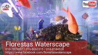 Florestas Waterscape  Kedai Aquarium  Aquascape [upl. by Nanor]