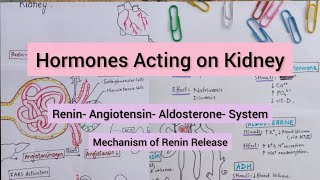 Hormones Acting on Kidney  ReninAngiotensinAldosteroneSystem [upl. by Flemings]