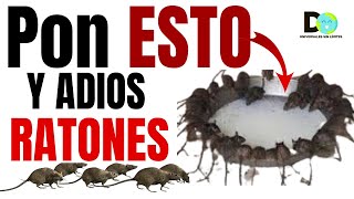 Los RATONES Caerán en Manada Si preparas Esto y lo Pones En Tu Casa  Plaguicida casero [upl. by Kazim]