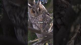 Owls Superpower Exceptional Hearing Explained [upl. by Laenaj566]