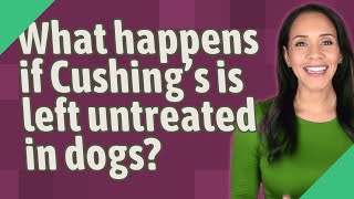 What happens if Cushings is left untreated in dogs [upl. by Yhtomot650]