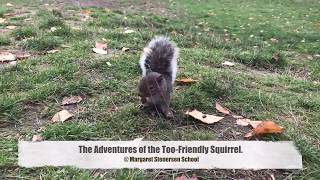 Margaret Stenersen Squirrel [upl. by Goat]