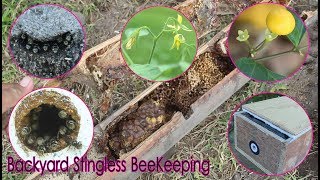 STINGLESS BEES BACKYARD BEEKEEPING [upl. by Osbourn]