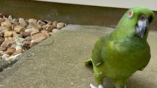 Loro llorando acusa a su papá que lo mojóloro discutiendo con su dueño parrot birds [upl. by Ahsiuqat]